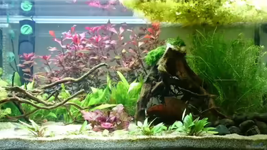 (Dorn-)Augenblick von Rene Kromer