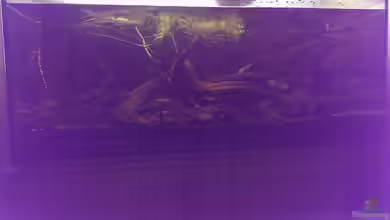 Dornaugenbiotop von Niklas125