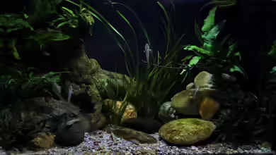 Drachen Tank von die Perle...