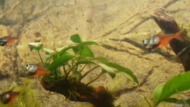 ~Dream~in~Red~and~Green von K@i