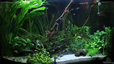 Dreieckiges Durcheinander von TDG