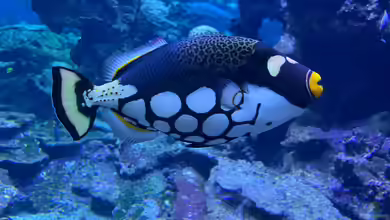Drückerfische: Deshalb sind sie so aggressiv - Ursachen, Verhalten und biologische Hintergründe