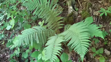 Dryopteris filix-mas im Garten pflanzen
