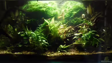 Dschungel Edge (Nur noch Beispiel) von Stefan_S