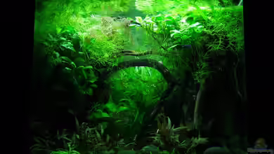 Dschungel-Lido von Denise83