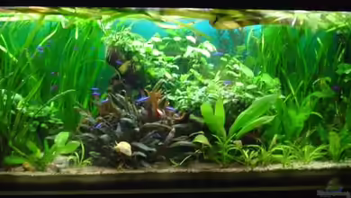 Dschungel von Die Juli