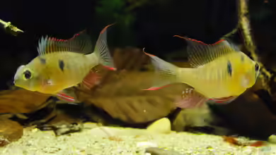 Dunkles Amazonasdikicht von ManiacXL