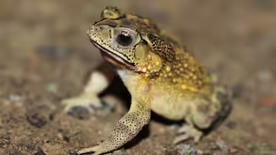 Duttaphrynus melanostictus im Terrarium halten