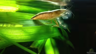 East meets west (aufgelöst) von der Steirer