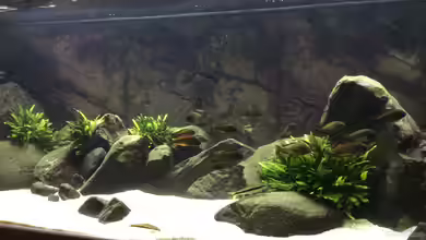 East of Africa von Elanco72