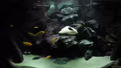 Eck - Aquarium von HessiJames