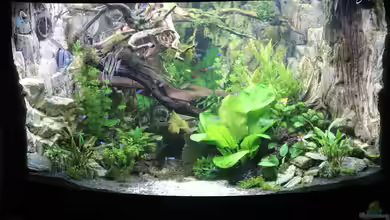 Eck-Aquarium Venezia 350 L Fluval von Aquarienlandschaften