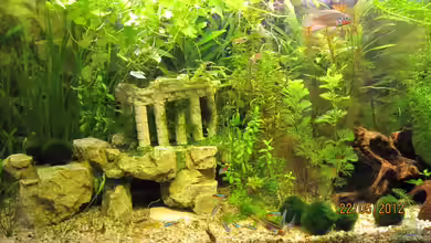 Eck-Aquarium von Wasserfloh*1