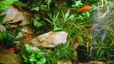 Eck-Gesellschaftsbecken von rane