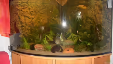 Eckaquarium von Andre Schreiter