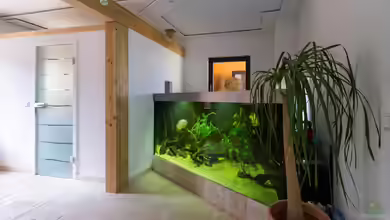 eckaquarium von Nico Beyer