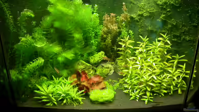 Eckbecken von Susanne Schmohl