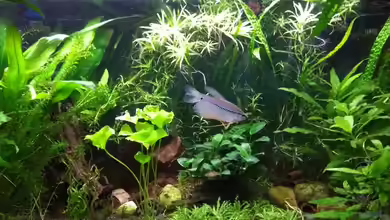 Eheim Aquapro 126 von Stephy