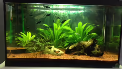 EHEIM Aquapro 80 von Rusch