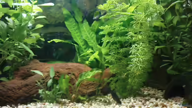 Eheim complete set 60 von Die Hängenden Gärten