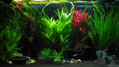 Eheim Incpiria 300 von bluezone