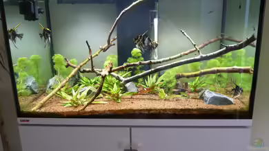 Eheim incpiria 300 von Fitti