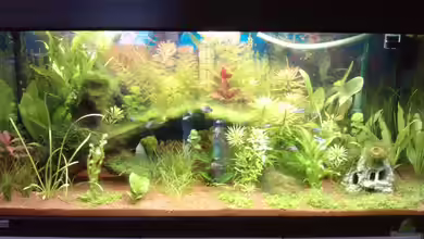 eheim mp scubaline120 von Mike Schl.