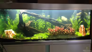 EHEIM proxima 325 von AdAbsurdum