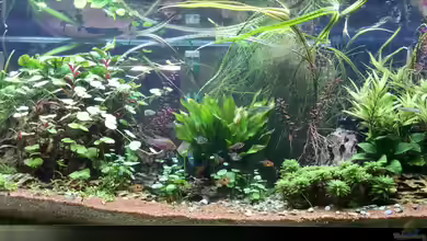 Eheim Proxima von Petra