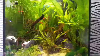 Eheim ScubaCube 64 (existiert nicht mehr) von Zohan