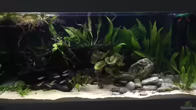 Eheim Scubaline 460 -aufgelöst- von Fäbi_CH