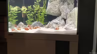 Eheim Vivaline 150 von Daniel Martick