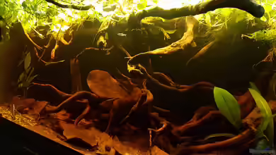 Eheim Vivaline LED 180 von Peter Kozma