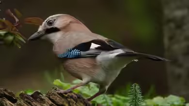 Eichelhäher - Deshalb gilt der Singvogel als außergewöhnlich intelligent