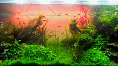 Eierlegende Wollmilchsau von Martin Lange