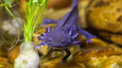 Ein Axolotl halten: Welche Kosten entstehen?