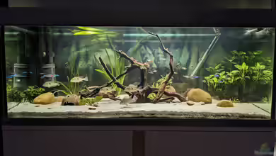 Ein Gringo in Südamerika von John Pulpo