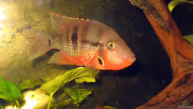 Ein Mittelamerika-Aquarium einrichten