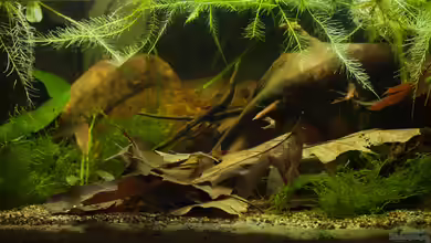 Ein Reich für Schuppenfresser von Stanislav Kislyuk