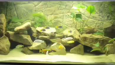 Ein Stück Malawisee von Caroline