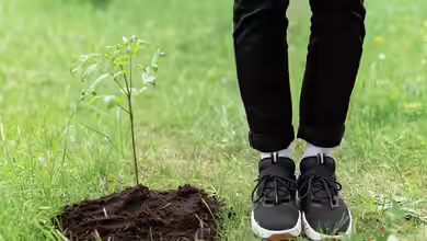Einen Baum pflanzen - Schritt für Schritt zu einem gesunden Gartenbaum