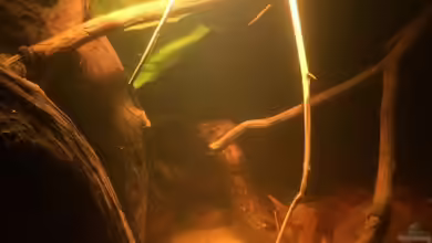 Eingetaucht von Judith P.