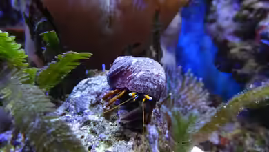 Einsiedlerkrebse im Aquarium - Haltung, Arten, Pflege und Bedeutung für Meerwasseraquarien