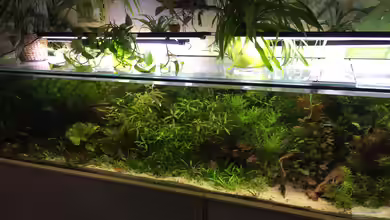 Elefanten mit Gesellschaft von Botia