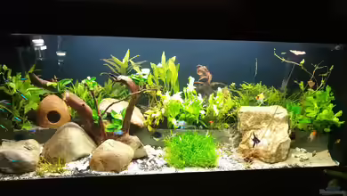 EliJac's Amazonas Tank von EliJac