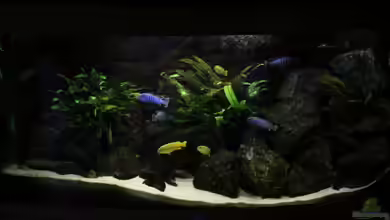 Elmar´s Malawibadewanne von Philosoph