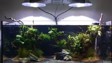 Elos System 120 von Johnboy