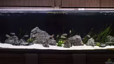 Elsis Trophochromistank von Elsiman