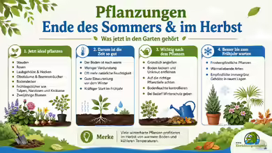 Ende des Sommers: Welche Pflanzungen sollten im Herbst im Garten gemacht werden?