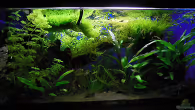 Endler's Paradise von Bandito76